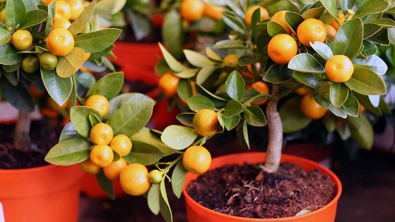 Koks dirvožemis tinka mandarinui namuose