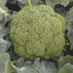 Características del cultivo y descripción de la variedad de repollo de brócoli Tonus.