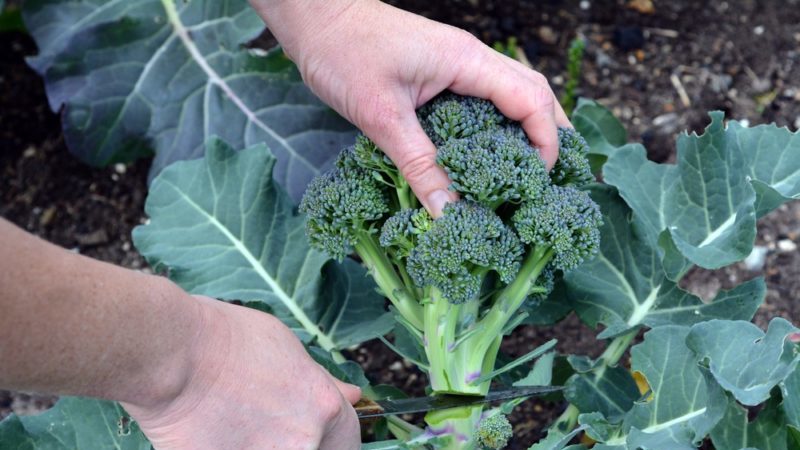 Brokolinių kopūstų „Tonus“ auginimo ypatybės ir jų aprašymas