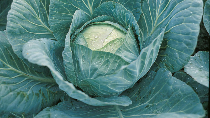 An early ripe hybrid of Krautkaiser F1 cabbage, suitable for long-term storage