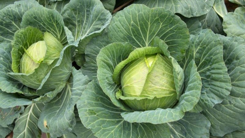 An early ripe hybrid of Krautkaiser F1 cabbage, suitable for long-term storage