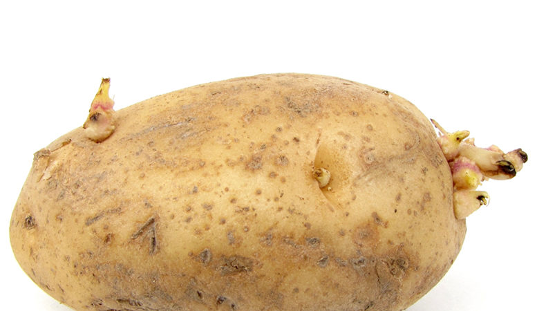 Patates yumru nedir: botanik açıklama, geliştirme ve uygulama