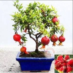 Hoe je granaatappel-bonsai binnenshuis kunt kweken