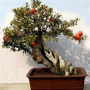 Hoe je granaatappel-bonsai binnenshuis kunt kweken