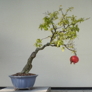 Hogyan termeszthető beltéri gránátalma bonsai