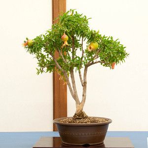 Paano palaguin ang panloob na granada bonsai