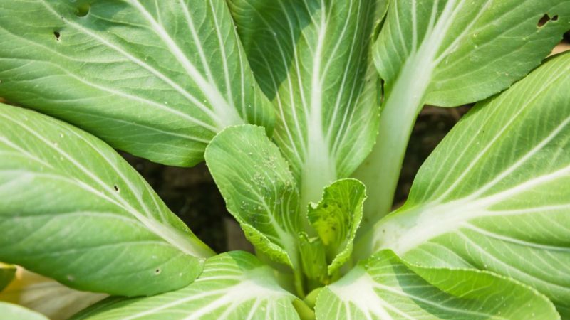 Kale: photo, description des variétés, technologie de collecte