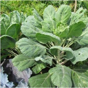 Kale: photo, description of varieties, collection technology