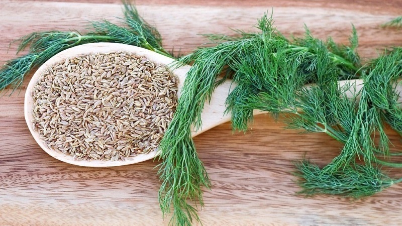 Incredible but true: the medicinal properties of dill are overwhelming