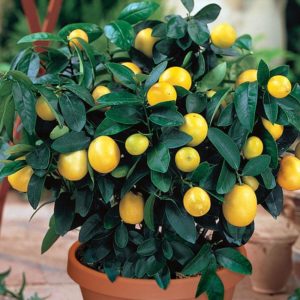 Oranje variëteit van Meyer's-citroen: beschrijving, voor- en nadelen, teeltkenmerken
