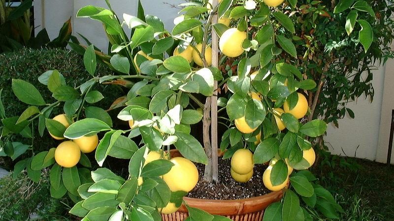 Varietate portocalie de lămâie de Meyer: descriere, avantaje și dezavantaje, caracteristici de cultivare