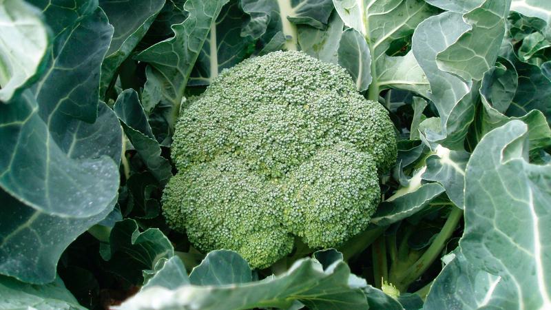 Ang pinakamahusay na mga varieties ng broccoli para sa rehiyon ng Moscow, lumago sa bukas na lupa at mga greenhouse