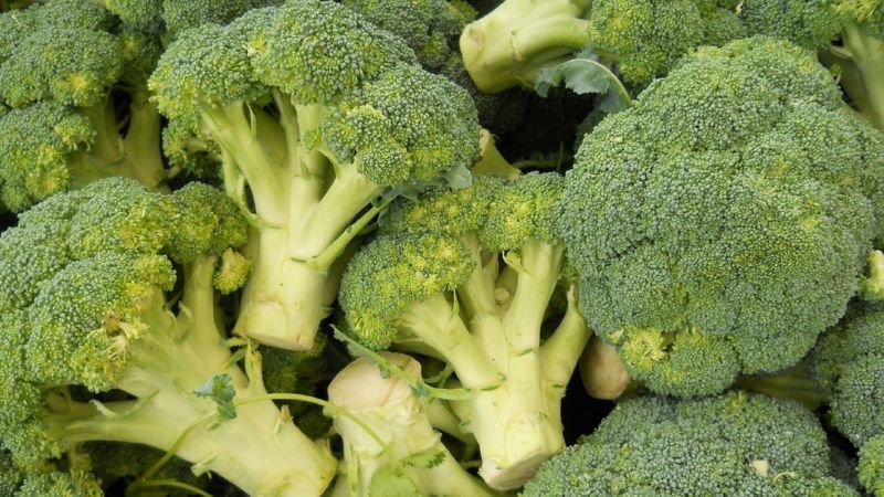 Le migliori varietà di broccoli per la regione di Mosca, coltivate in piena terra e in serra