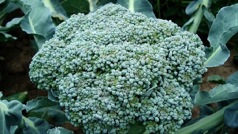 The best varieties of broccoli for the Moscow region, grown in open ground and greenhouses