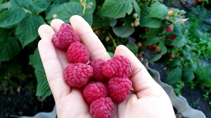 Ang pinakamahusay na mga varieties ng remontant raspberry para sa rehiyon ng Moscow