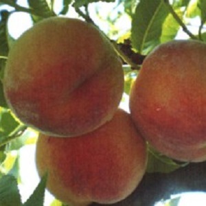 Ang pinakamahusay na mga varieties ng peach para sa rehiyon ng Moscow