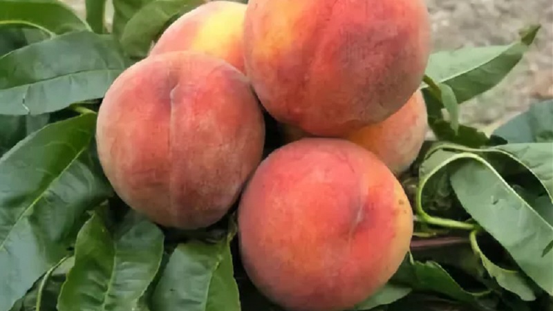 Ang pinakamahusay na mga varieties ng peach para sa rehiyon ng Moscow