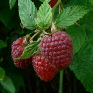Ang pinakamahusay na mga varieties ng mga malalaking prutas na raspberry