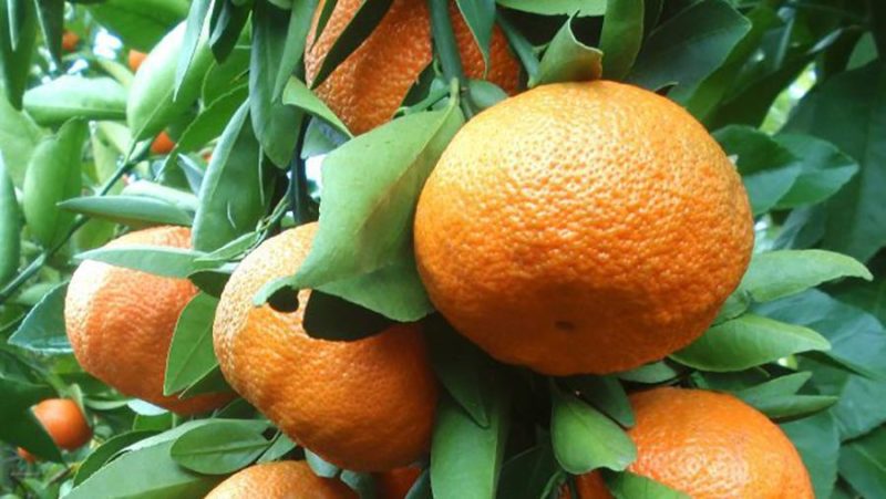 Cultiver le mandarin Unshiu à la maison