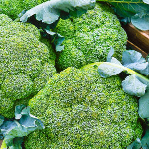 Vysoce výnosný pozdní hybrid brokolice zelí Marathon f1