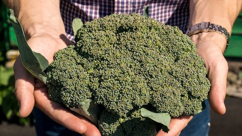 Ibrido tardivo ad alto rendimento di broccoli cabbage Marathon f1