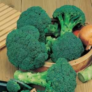 Vysoko výnosný neskorý hybrid brokolice kapusty Marathon f1