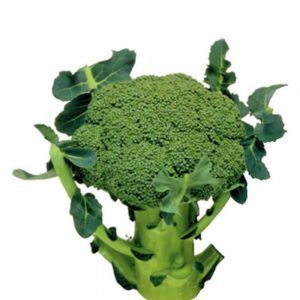 Mataas na nagbubunga ng huli na hybrid ng broccoli repolyo Marathon f1