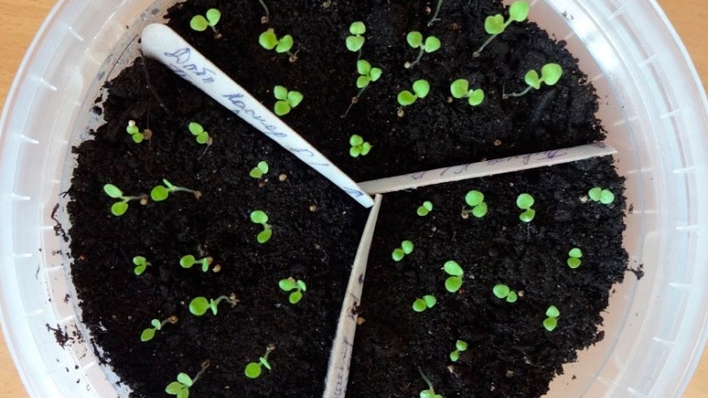 Да ли је могуће узгајати петунију у саксији као кућну биљку