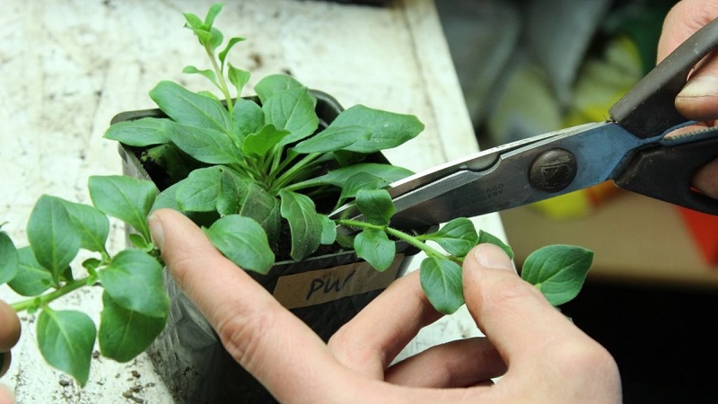 Да ли је могуће узгајати петунију у саксији као кућну биљку