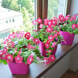 É possível cultivar petúnia em vaso como planta de casa