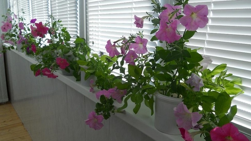 É possível cultivar petúnia em vaso como planta de casa