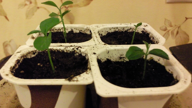 Bir tohumdan portakal yetiştirmek mümkün mü ve evde nasıl yapılır