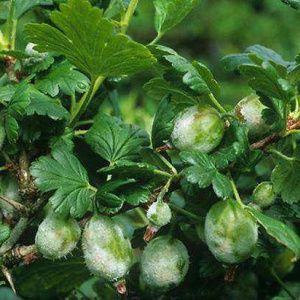 Ang Powdery mildew sa gooseberries: mga palatandaan, sanhi, control hakbang, pag-iwas