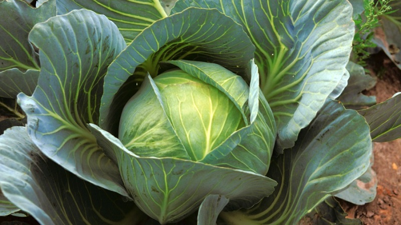 Unpretentious late ripe cabbage hybrid Prestige f1