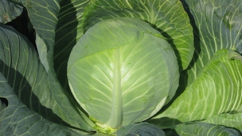 Unpretentious late ripe cabbage hybrid Prestige f1