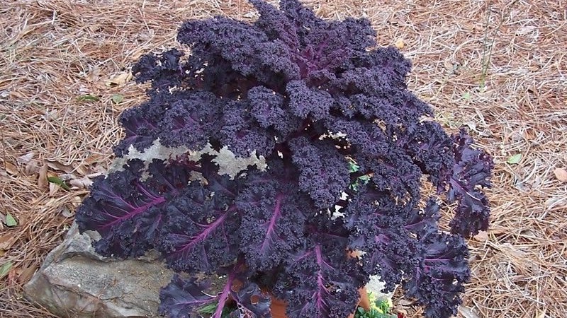 Features of growing a leafy hybrid of Redbor f1 cabbage