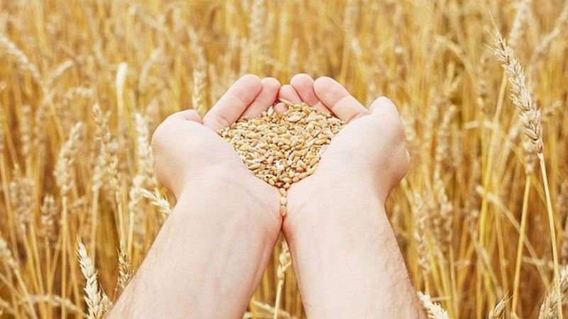 Домовина пшенице: одакле долази пшеница на Земљи