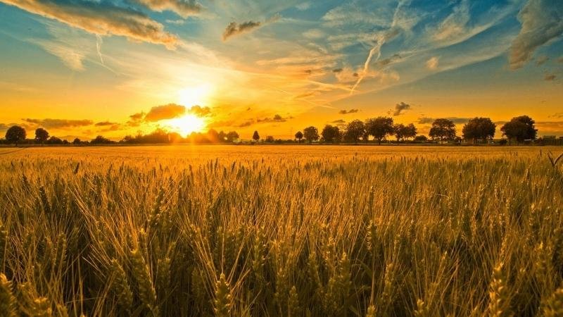 Homeland of wheat: where did wheat come from on Earth