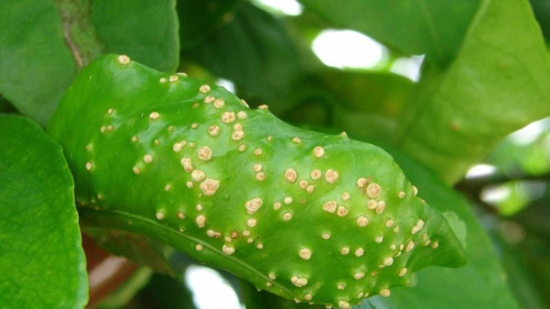 Comment bien et comment pulvériser les pommiers contre les parasites en été