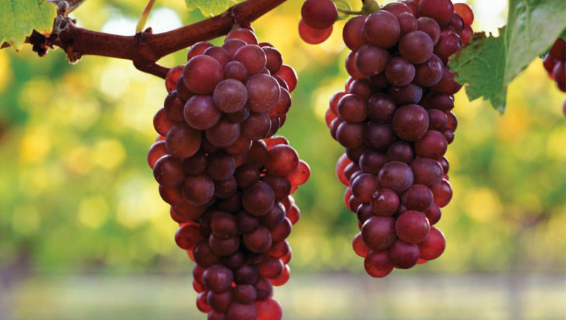 Quais variedades de uvas são adequadas para a Crimeia