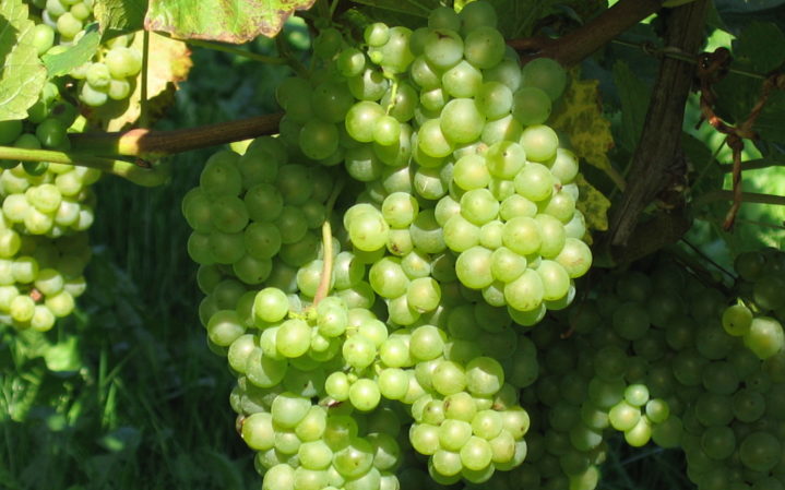 Odrůda bílých hroznů Pinot grigio