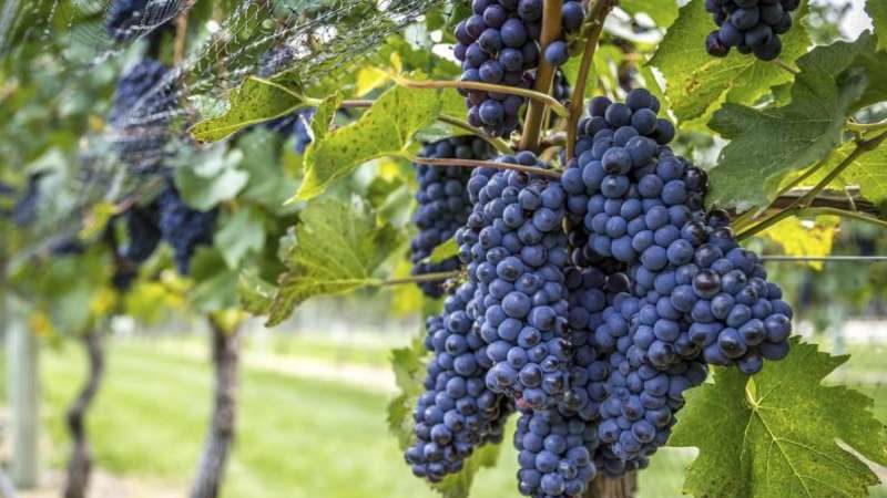Variedade de uva branca Pinot grigio