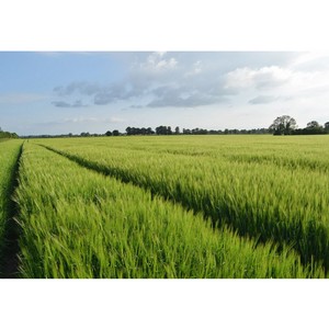تغذية القمح الشتوي: طرق ومعدلات الإخصاب