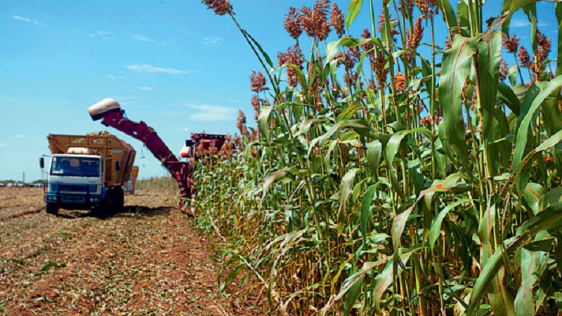 What is grain sorghum, features of its use and cultivation