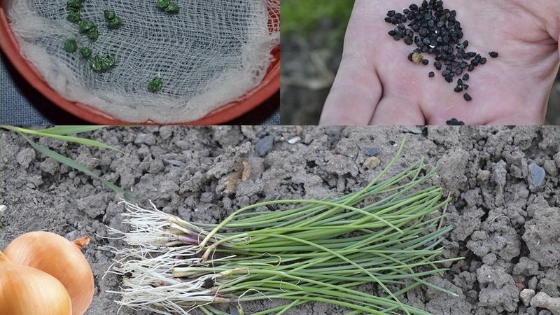 Stap-voor-stap handleiding voor het kweken van uien uit zaden in één seizoen zonder gedoe