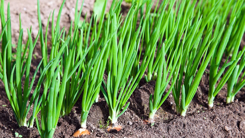 Guía paso a paso para cultivar cebollas a partir de semillas en una temporada sin complicaciones