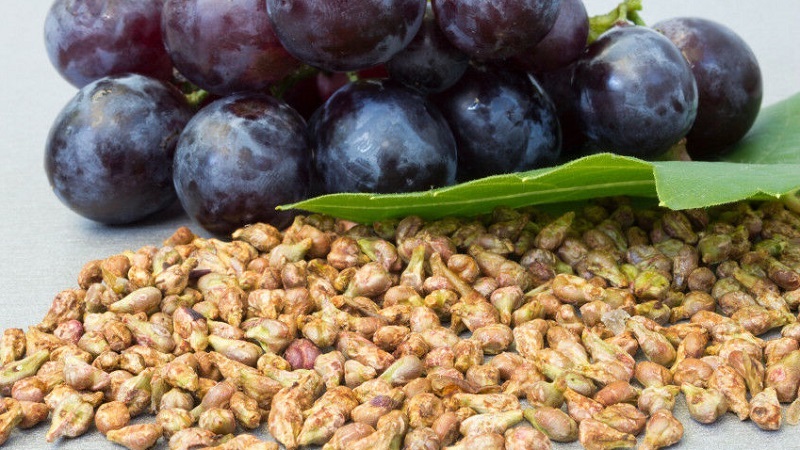 היתרונות והנזקים של זרעי הענבים לגוף