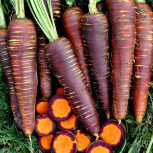 Beliebte Sorten und Hybriden von lila Karotten