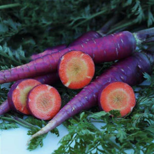 Beliebte Sorten und Hybriden von lila Karotten