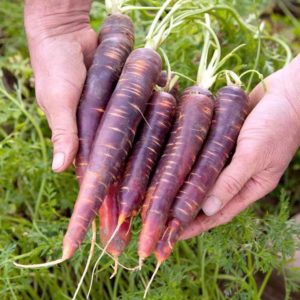 Popular varieties and hybrids of purple carrots